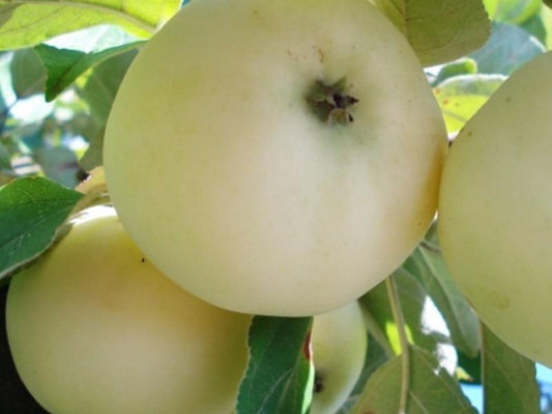 https://shp.aradbranding.com/قیمت خرید سیب سفید سمیرم عمده به صرفه و ارزان